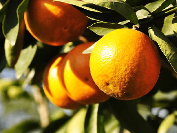 Tangerine